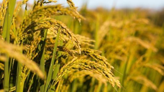 PA视讯(中国)集团官网 - PlayAce